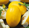Melón Canario