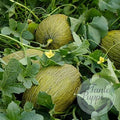 Melón Piel de rana