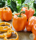 Pimiento Coral Bell