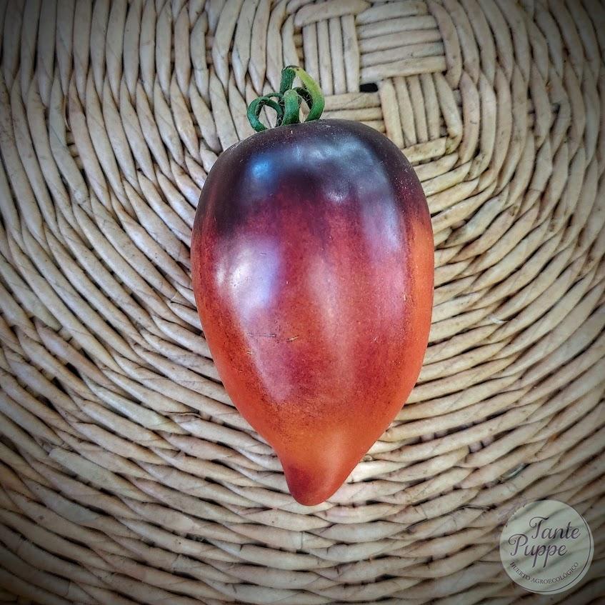 Tomate Pascal di Picardie