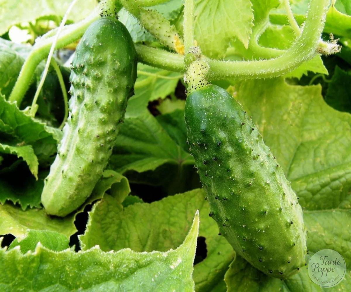 Pepino de encurtido Wisconsin (pepinillo)