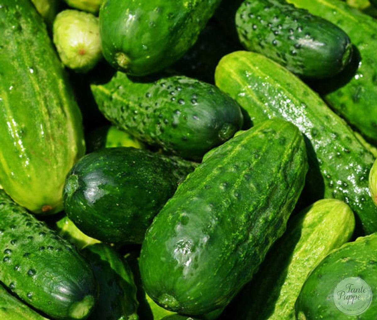 Pepino de encurtido National (pepinillo)