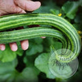 Pepino Armenian Yard Long