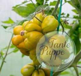 Tomate Phil´s Two