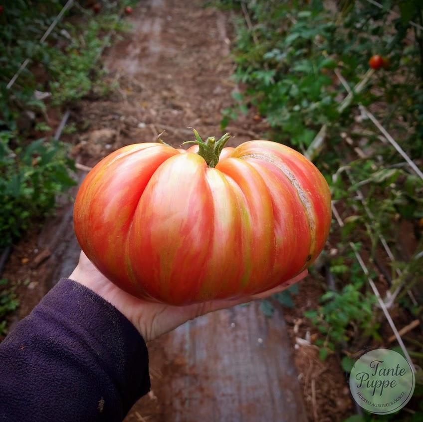 Tomate Pink Jazz