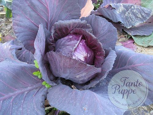 Repollo morado