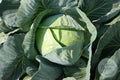 Repollo Quintal verde liso
