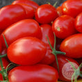 Tomate Río grande