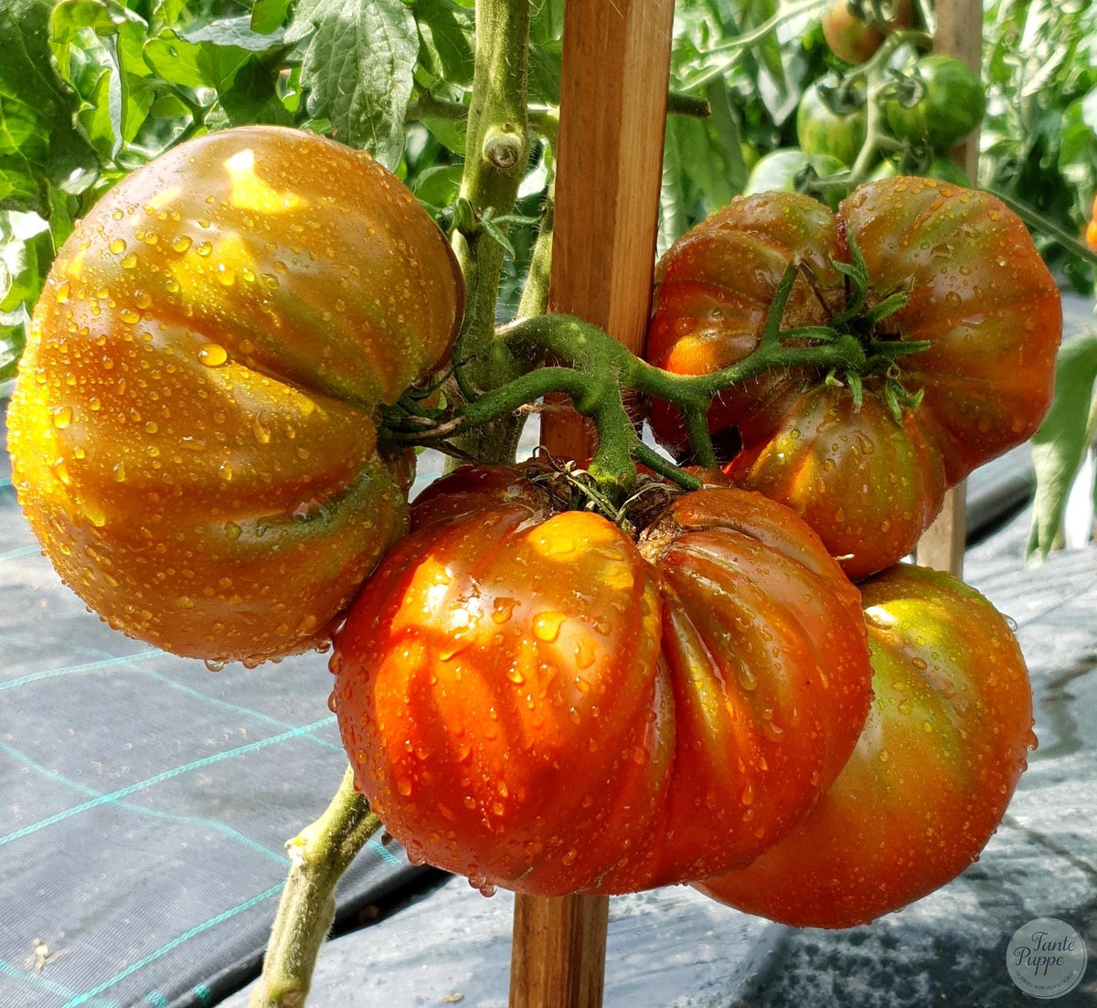 Tomate Ruby Surprise