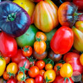 Mix de tomates