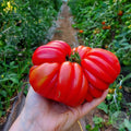 Tomate Sharpei Rot
