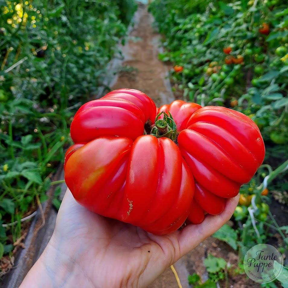 Tomate Sharpei Rot
