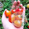 Tomate Sunrise Bumblebee