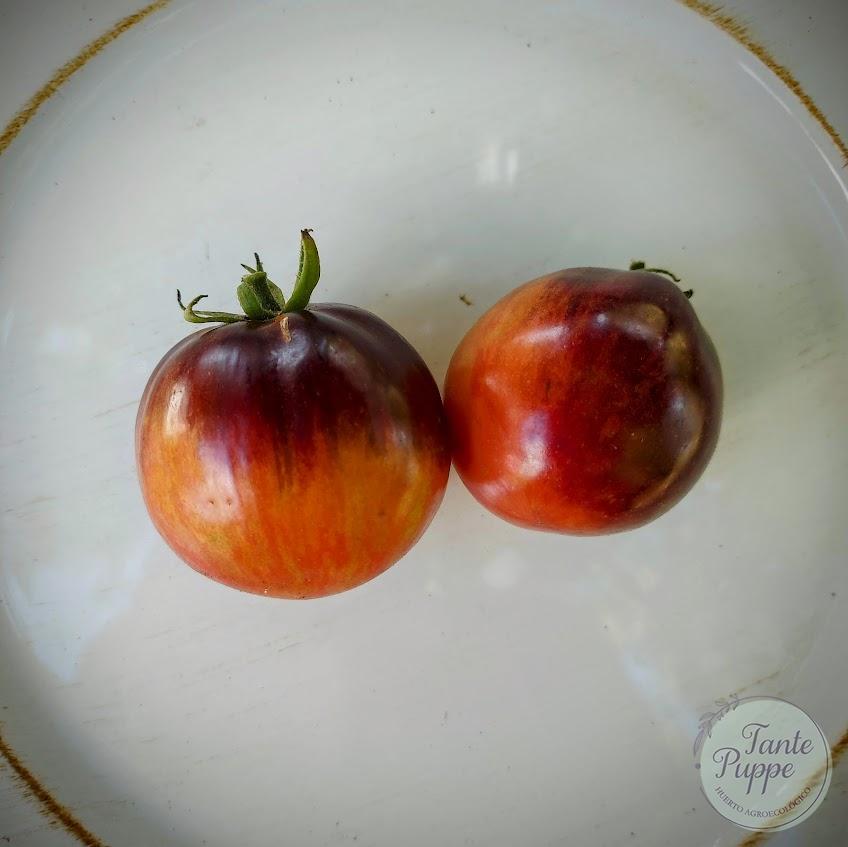 Tomate Sunset