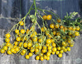 Tomate Amber Keyes