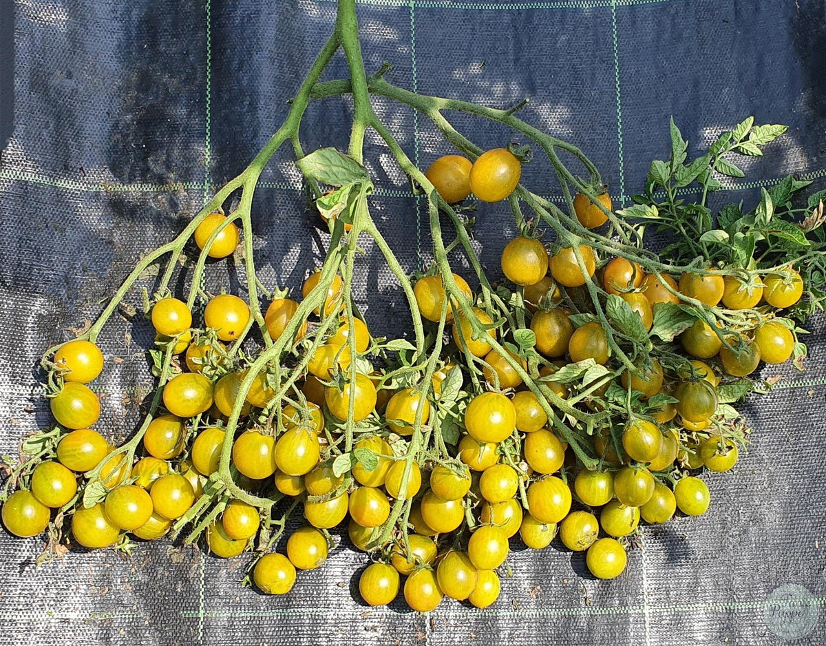 Tomate Amber Keyes