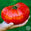 Tomate Big Zac