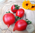 Tomate Borgo celano (tomate de guarda)