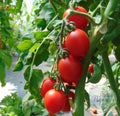 Tomate Citrine rojo