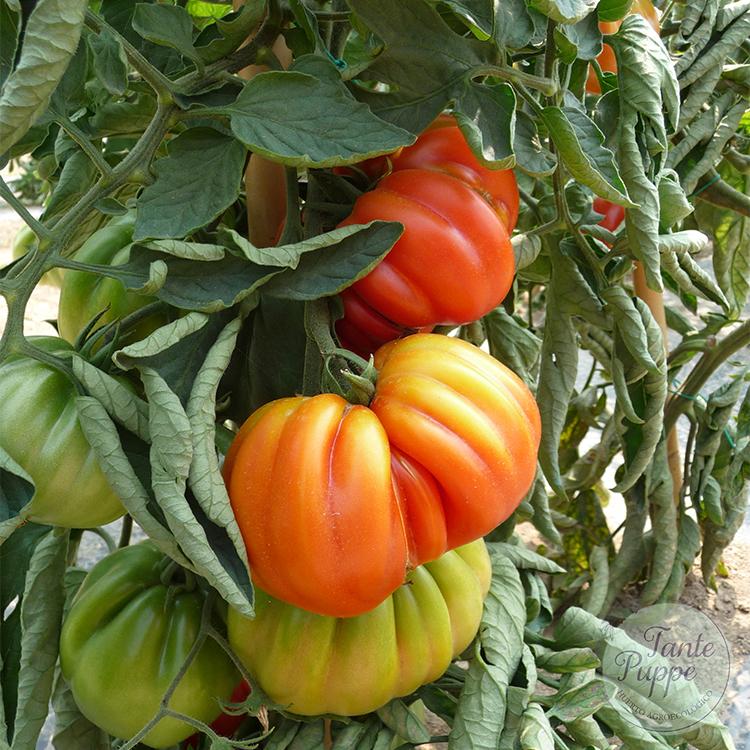 Tomate Cotelee de Valence
