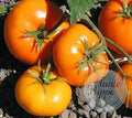 Tomate Custard Gloss