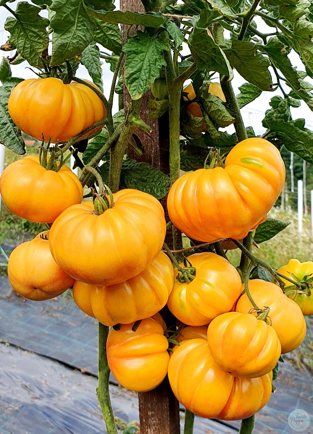 Tomate Florentine beauty