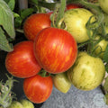 Tomate Fuzzy wuzzy dwarf