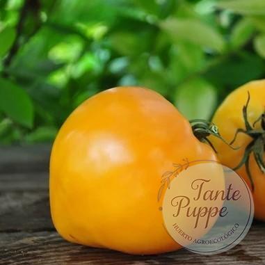 Tomate heart of Ashgabat