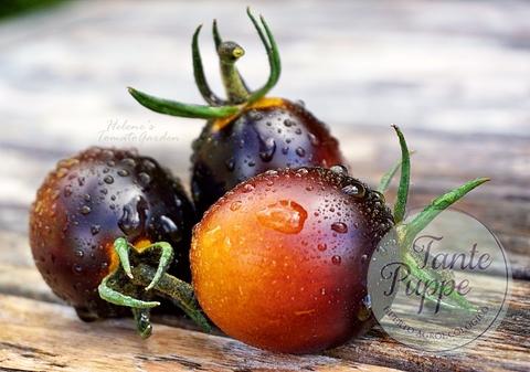 Tomate Indigo kumquat