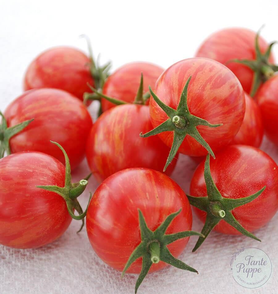 Tomate Pink bumblebee