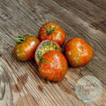 Tomate Pit viper