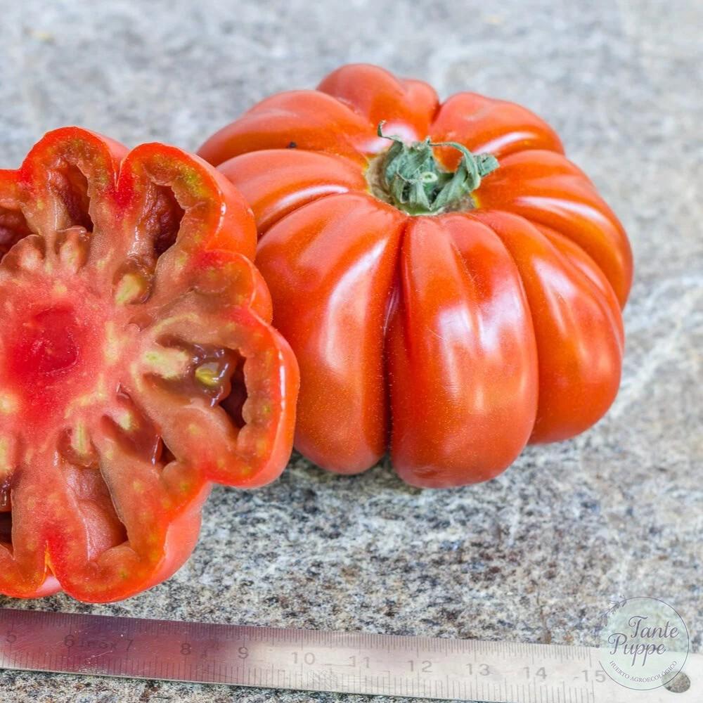 Tomate Pleated carnelian