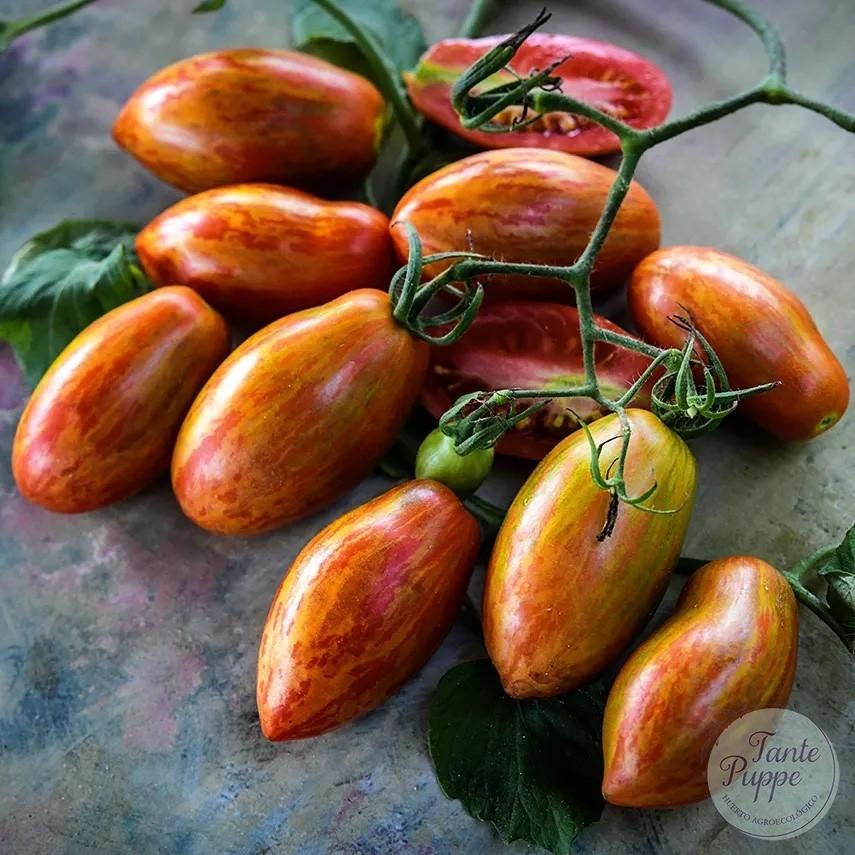 Tomate Prairie fire