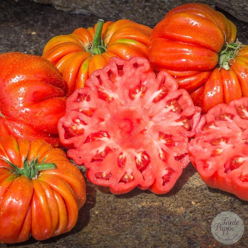 Tomate Riccio di parma