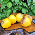 Tomate Sargento pimienta yellow