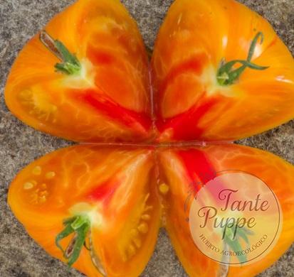 Tomate Yellow solar flare