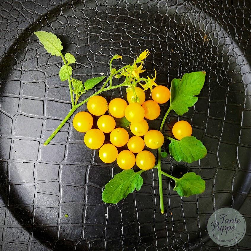 Tomate Tenca amarillo