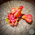 Tomate Tlacolula Pink
