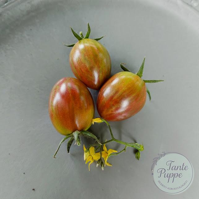 Tomate Uva Purple