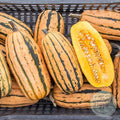Zapallo Honeyboat Delicata