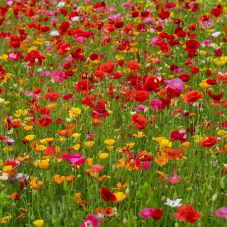 Amapolas Mix variedades