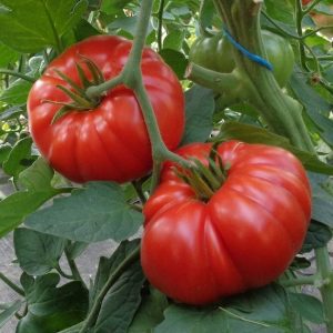 Tomate Super Marmande