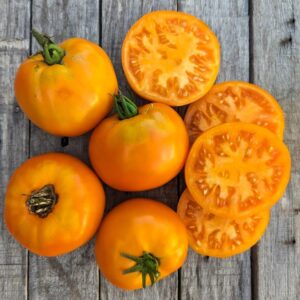 Frutos grandes de Tomate Amana Orange con pulpa naranja intensa en huerto orgánico