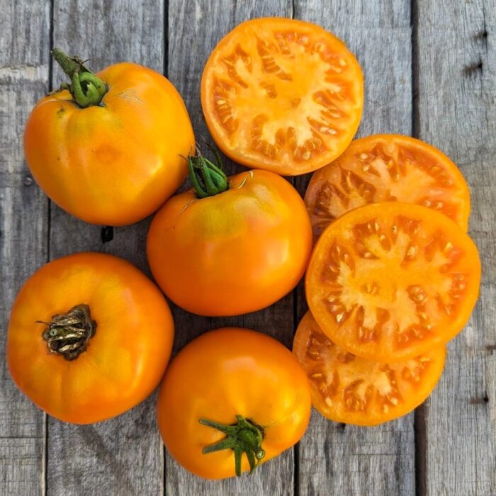 Tomate Amana Orange Frutos grandes de Tomate Amana Orange con pulpa naranja intensa en huerto orgánico