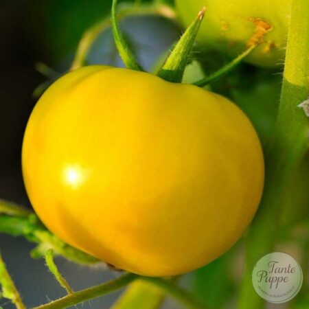 Frutos grandes de Tomate Amarillo Peñasco color amarillo intenso en huerto orgánico