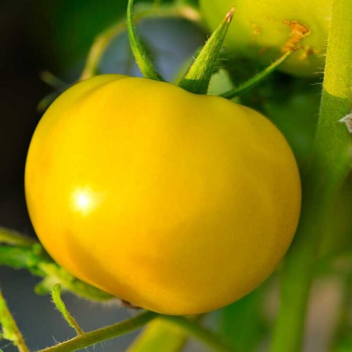 Frutos grandes de Tomate Amarillo Peñasco color amarillo intenso en huerto orgánico