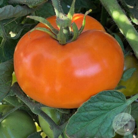 Tomate Caro Rich