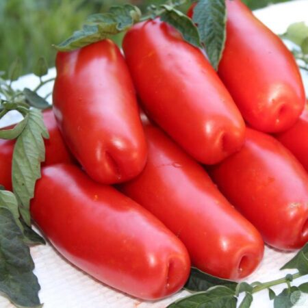 Tomate Eros