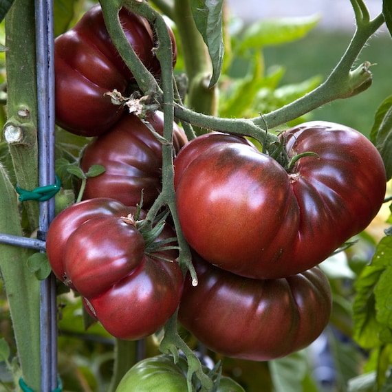 Tomate Black Cherokee