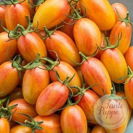 Tomate Blush Tiger